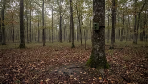 Wildlife monitoring camera trap mounted on tree in forest with animal tracks nearby